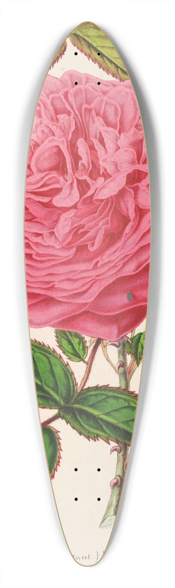 Charles Antoine Lemaire - Rose Madame Furtardo 39.3 inch art pintail longboard deck