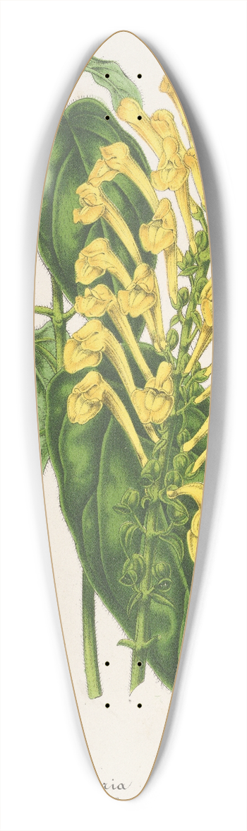 Charles Antoine Lemaire - Scutellaria aurata 39.3 inch art pintail longboard deck