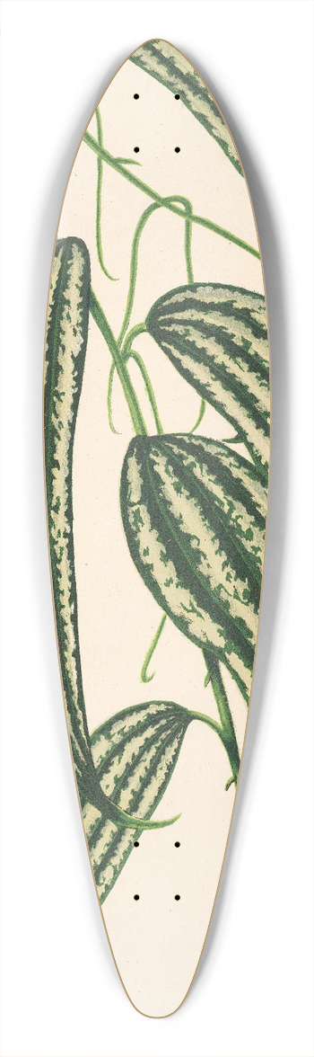 Charles Antoine Lemaire - Smilax longifolia, fol. variegata 39.3 inch art pintail longboard deck