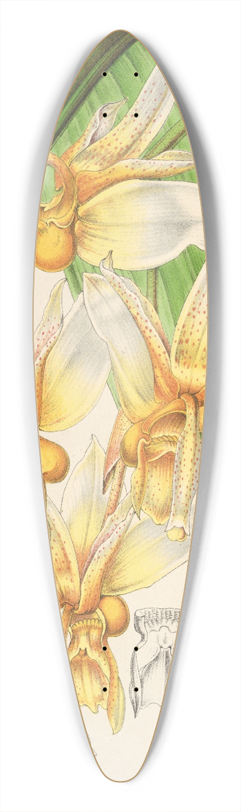 Charles Antoine Lemaire - Stanhopea radiosa 39.3 inch art pintail longboard deck