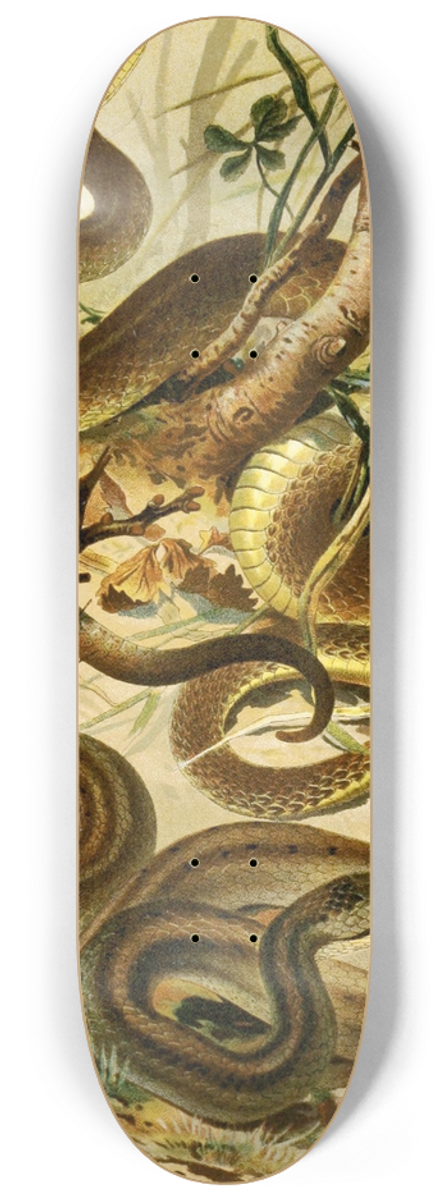 Bruno Drigen - Coluber Aeskulapii, Coronella austriaca 8.25 inch art skate deck