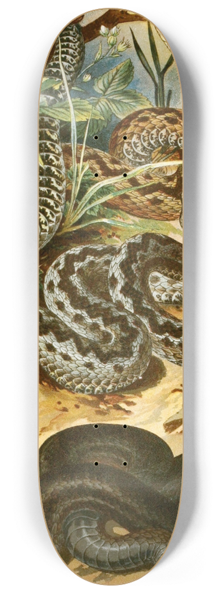 Bruno Drigen - Vipera berus 8.25 inch art skate deck