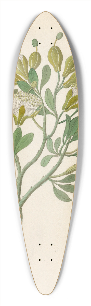 Clemenz Heinrich Wehdemann - Capparis Nov. Sp. [Maerua caffra] 39.3 inch art pintail longboard deck