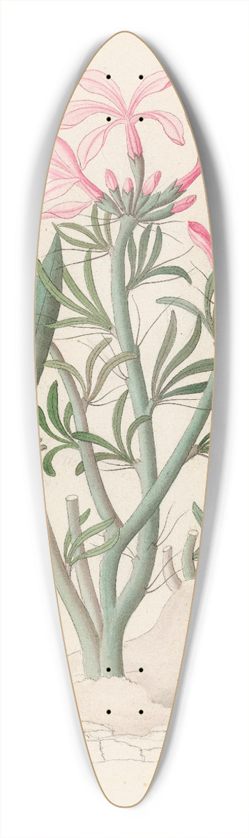 Clemenz Heinrich Wehdemann - Ceropegia or Echites [Pachypodium succulentum] 39.3 inch art pintail longboard deck
