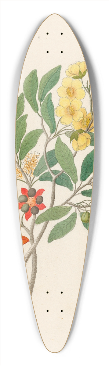 Clemenz Heinrich Wehdemann - Icosandria monog. [Ochna arborea] 39.3 inch art pintail longboard deck