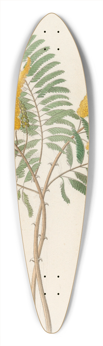 Clemenz Heinrich Wehdemann - Mimosa [Acacia caffra] 39.3 inch art pintail longboard deck