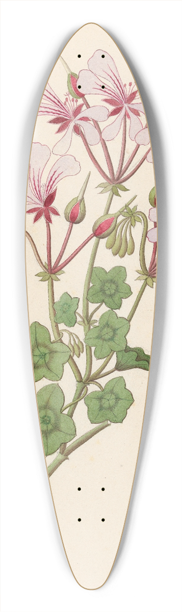 Clemenz Heinrich Wehdemann - Pelargonium peltatum 39.3 inch art pintail longboard deck