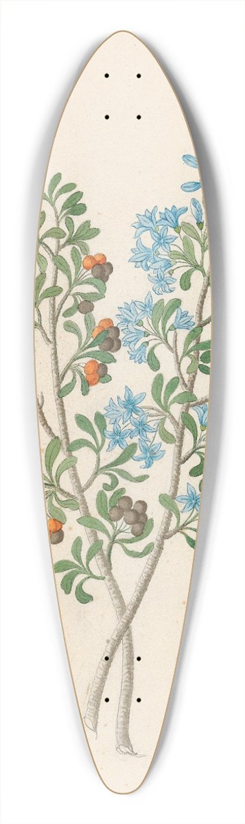 Clemenz Heinrich Wehdemann - Pentand. mono. [Ehretia rigida] 39.3 inch art pintail longboard deck