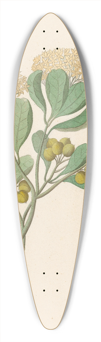 Clemenz Heinrich Wehdemann - Pentandria Mon. [Pittosporum viridiflorum] 39.3 inch art pintail longboard deck