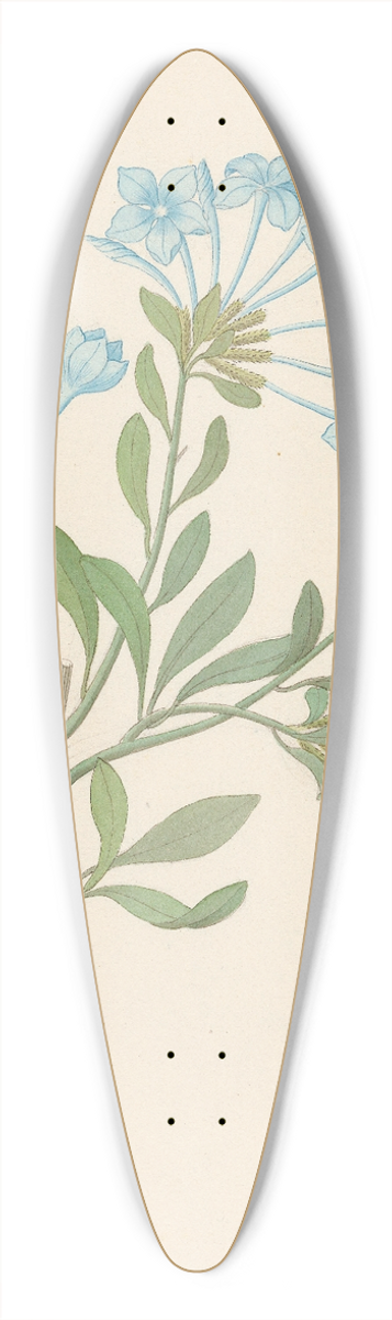 Clemenz Heinrich Wehdemann - Plombago capensis [Plumbago auriculata] 39.3 inch art pintail longboard deck