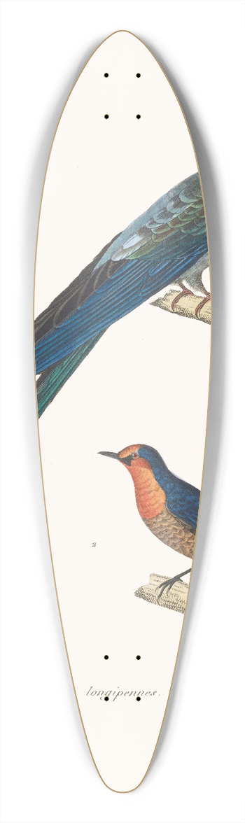 Coenraad Jacob Temminck - Martinet Longipennes. 39.3 inch art pintail longboard deck