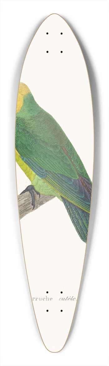 Coenraad Jacob Temminck - Perruche Eutle. 39.3 inch art pintail longboard deck