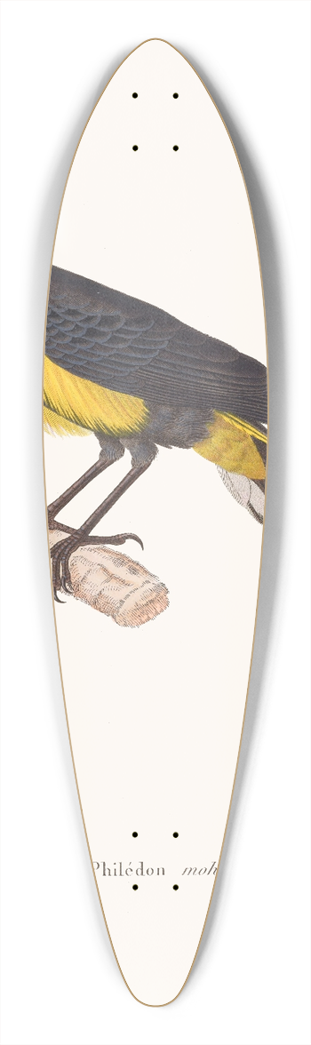 Coenraad Jacob Temminck - Phildon Moho. 39.3 inch art pintail longboard deck