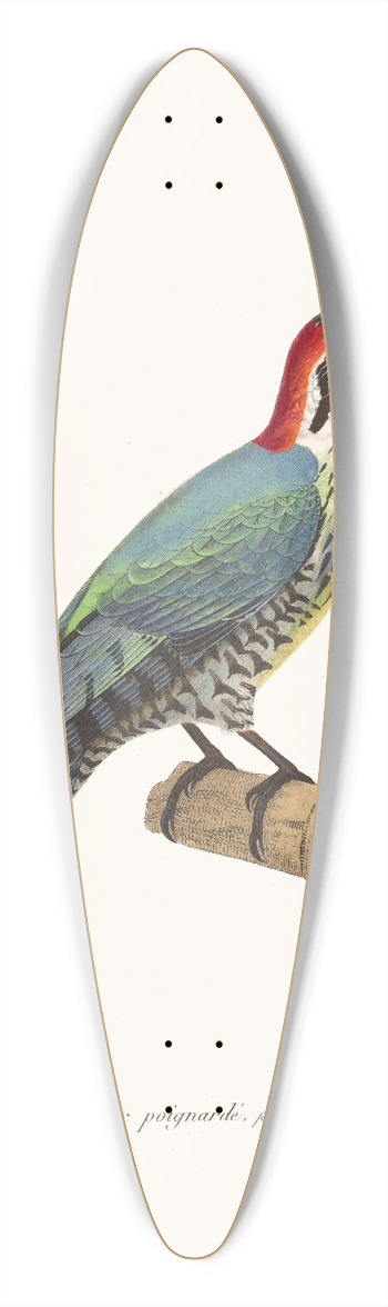 Coenraad Jacob Temminck - Pic Poignard. 39.3 inch art pintail longboard deck