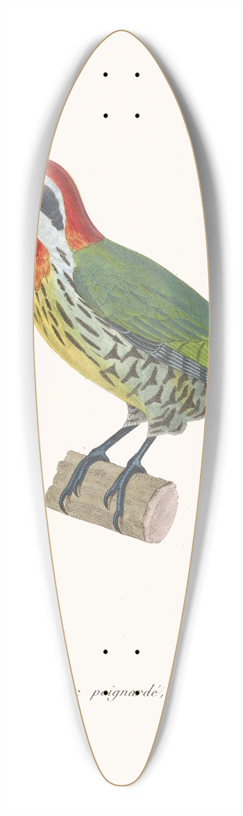 Coenraad Jacob Temminck - Pic Poignard 39.3 inch art pintail longboard deck