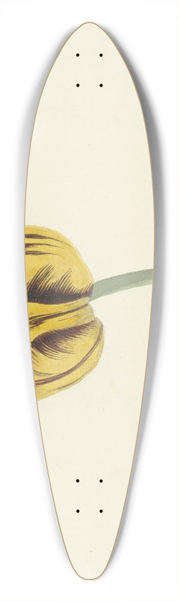 Cornelis van Noorde - Tulp genaamd Bizard Leodie 39.3 inch art pintail longboard deck