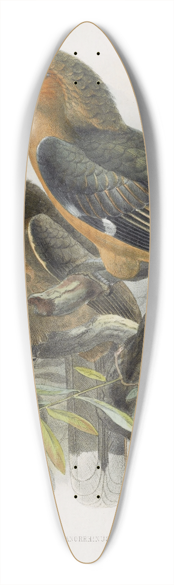 Daniel Giraud Elliot - Anorrhinus tickelli 39.3 inch art pintail longboard deck