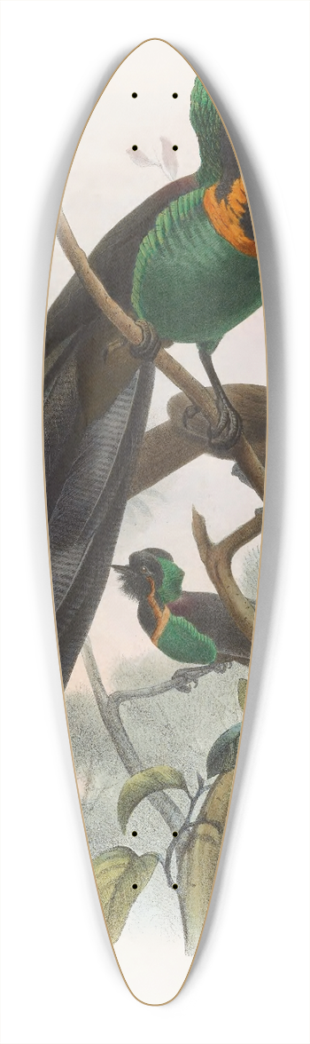 Daniel Giraud Elliot - Astrapia nigra 39.3 inch art pintail longboard deck
