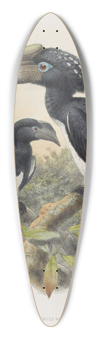 Daniel Giraud Elliot - Bycanistes buccinator 39.3 inch art pintail longboard deck