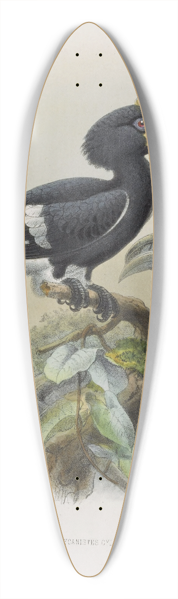 Daniel Giraud Elliot - Bycanistes cylindricus 39.3 inch art pintail longboard deck
