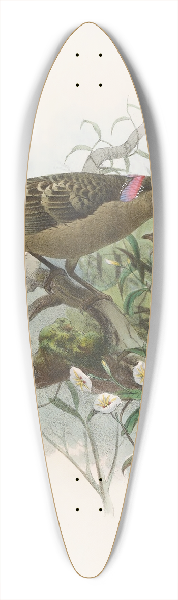 Daniel Giraud Elliot - Chlamydodera nuchalis 39.3 inch art pintail longboard deck