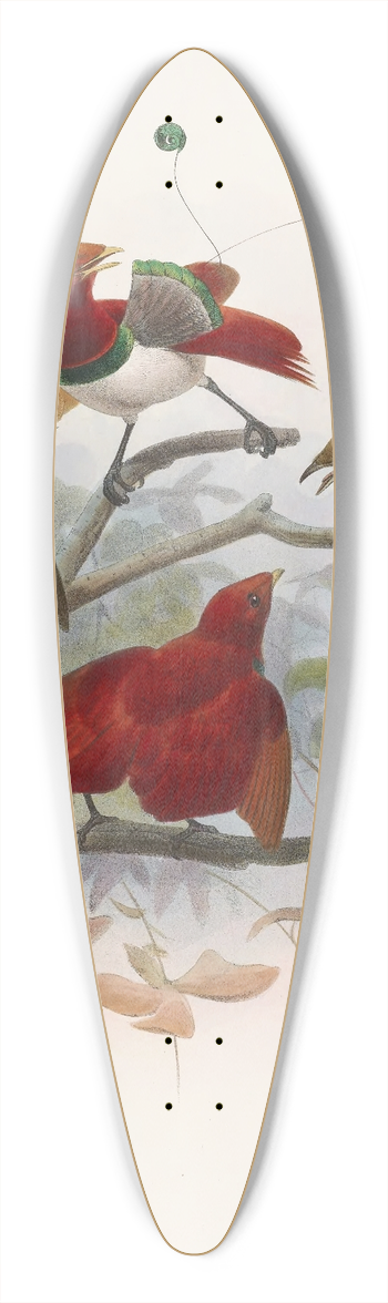Daniel Giraud Elliot - Cicinnurus regius 39.3 inch art pintail longboard deck