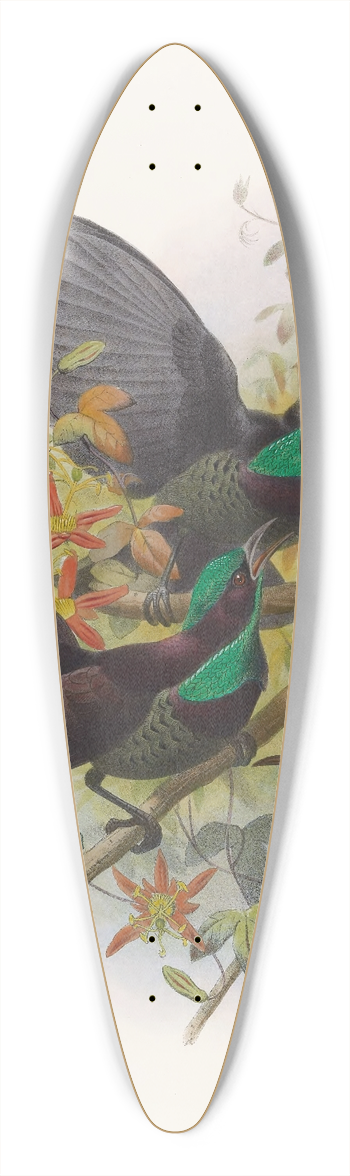 Daniel Giraud Elliot - Ptiloris   Victorie 39.3 inch art pintail longboard deck