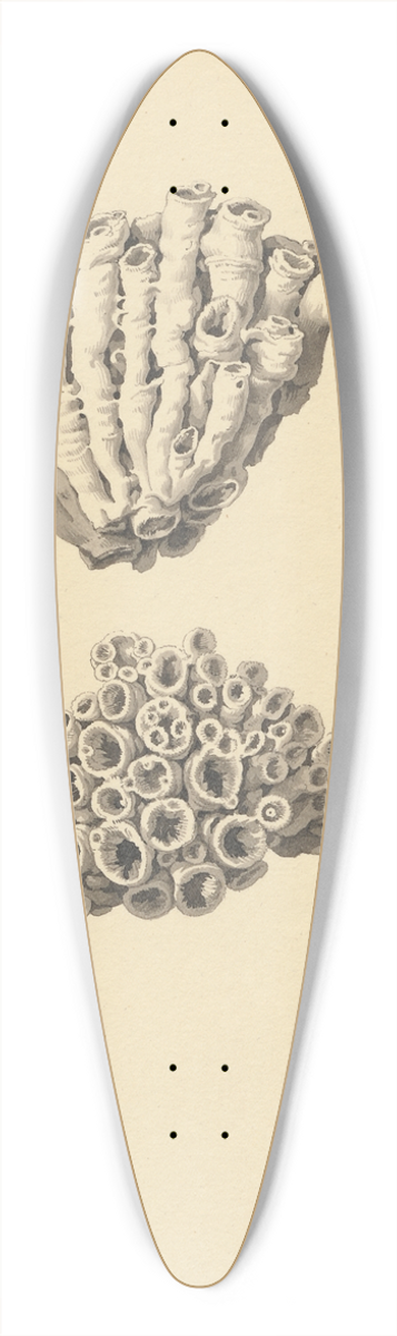 David Humbert de Superville - Fossiel (koraal): met detail-aanzichten 39.3 inch art pintail longboard deck