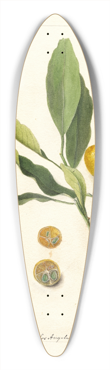 Deborah Griscom Passmore - Fortunella 39.3 inch art pintail longboard deck