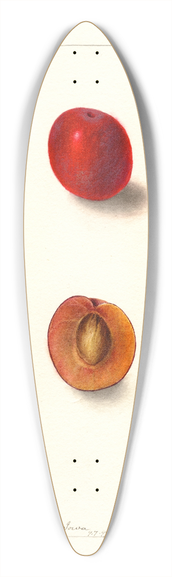 Deborah Griscom Passmore - Prunus domestica: Wyant 39.3 inch art pintail longboard deck