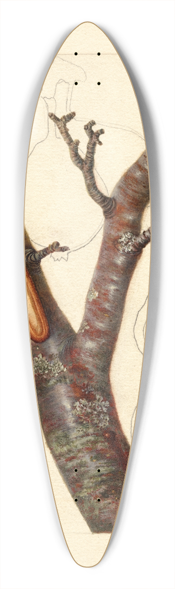 Deborah Griscom Passmore - Pyrus communis: Howell 39.3 inch art pintail longboard deck