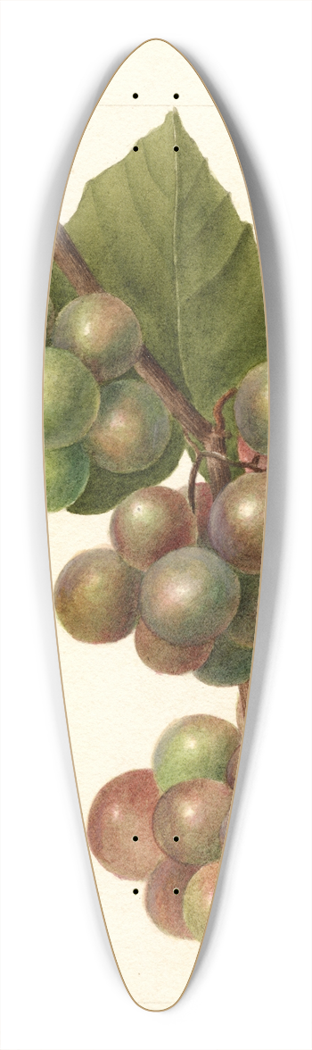 Deborah Griscom Passmore - Vitis: Labrusca 39.3 inch art pintail longboard deck