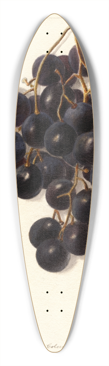 Deborah Griscom Passmore - Vitis: Merceron 39.3 inch art pintail longboard deck