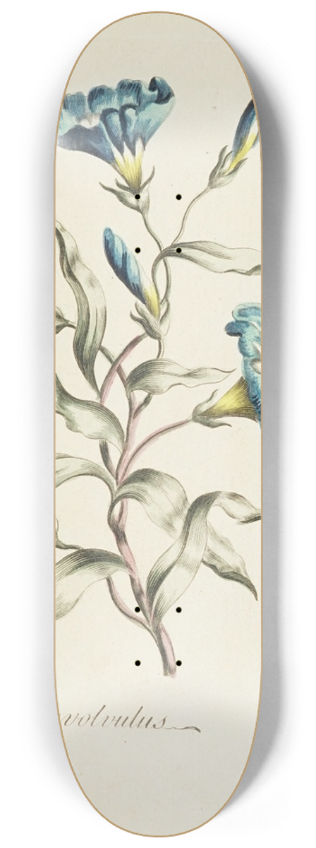 Carington Bowles - Convolvulus 8.25 inch art skate deck