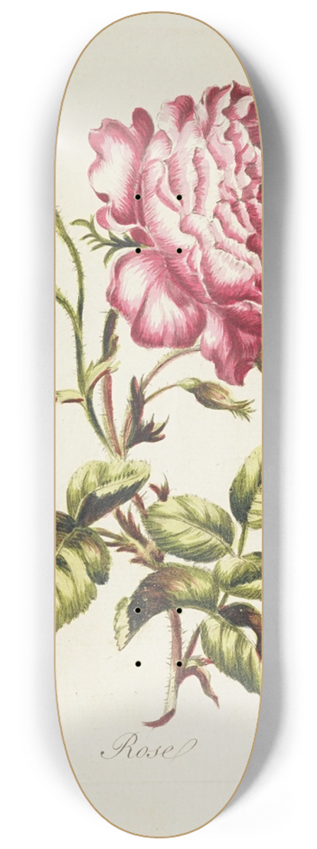Carington Bowles - Rose 8.25 inch art skate deck