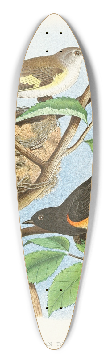 Edwin L. Sheppard - American Redstart 39.3 inch art pintail longboard deck