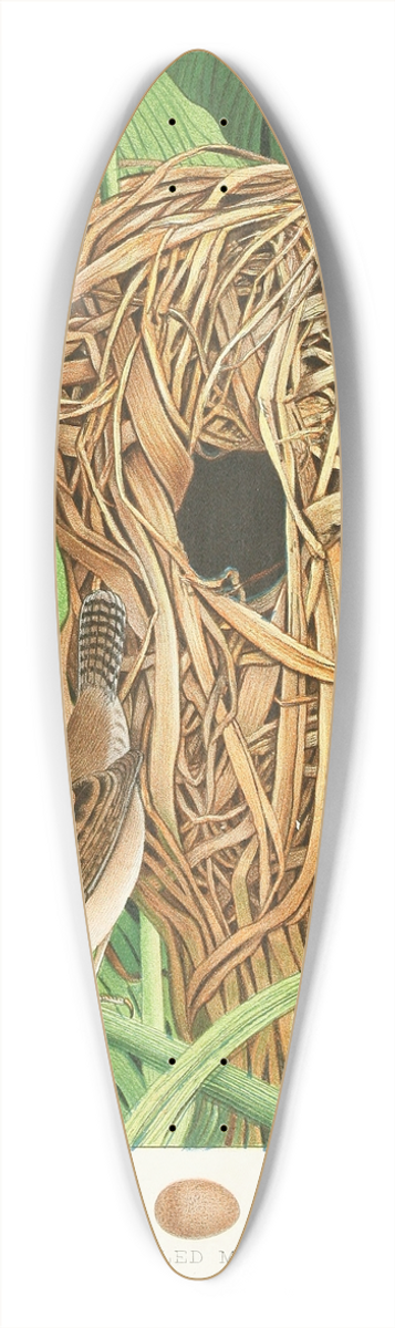 Edwin L. Sheppard - Long-billed Marsh Wren 39.3 inch art pintail longboard deck