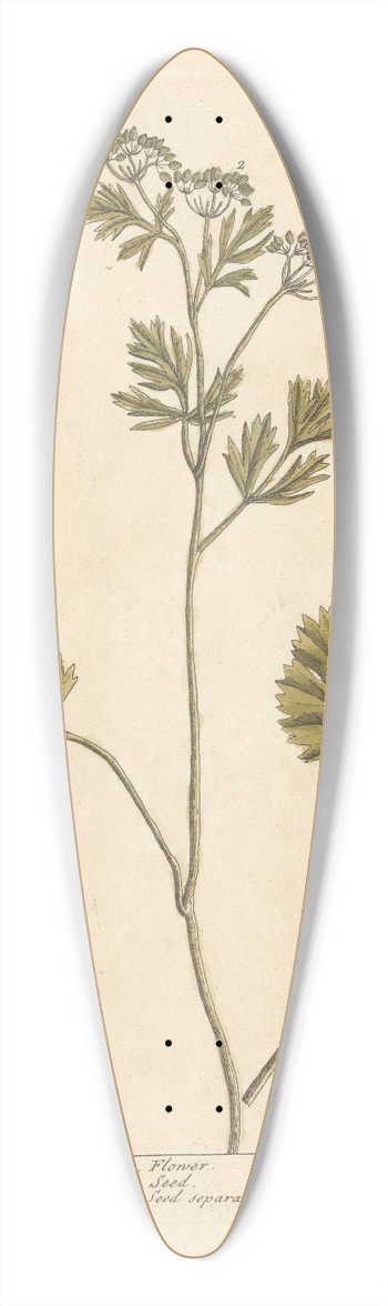 Elizabeth Blackwell - Anise 39.3 inch art pintail longboard deck