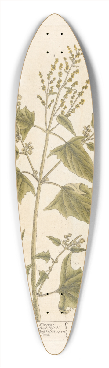 Elizabeth Blackwell - Arrach 39.3 inch art pintail longboard deck
