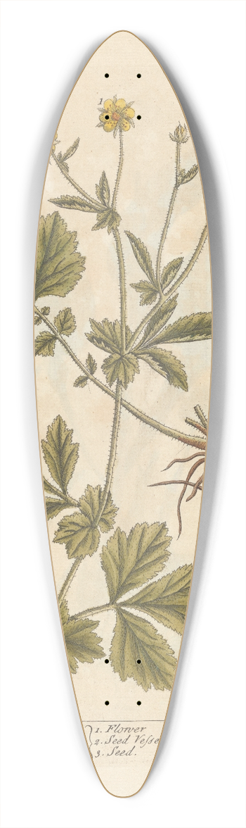Elizabeth Blackwell - Avens or herb-bennet 39.3 inch art pintail longboard deck