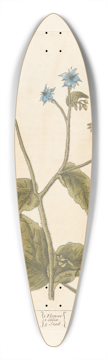 Elizabeth Blackwell - Borrage 39.3 inch art pintail longboard deck