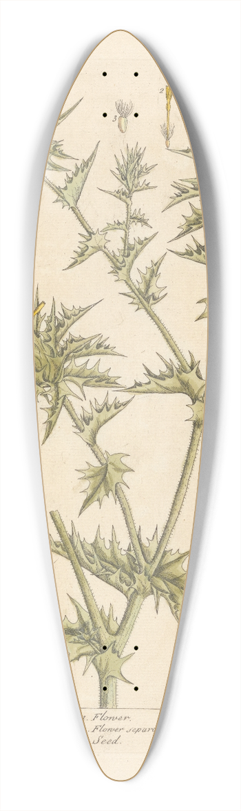Elizabeth Blackwell - Distaff thistle 39.3 inch art pintail longboard deck