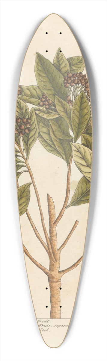 Elizabeth Blackwell - Jamaica pepper 39.3 inch art pintail longboard deck