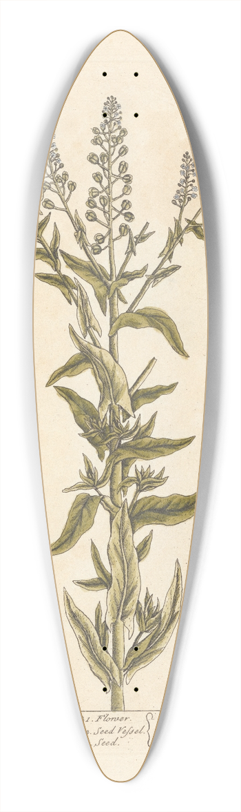 Elizabeth Blackwell - Mithridate mustard 39.3 inch art pintail longboard deck