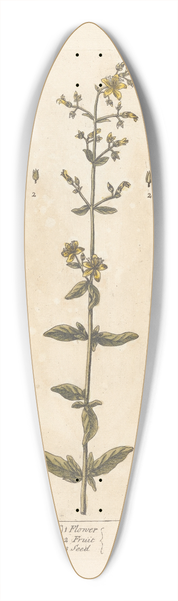 Elizabeth Blackwell - St. Johns wort 39.3 inch art pintail longboard deck