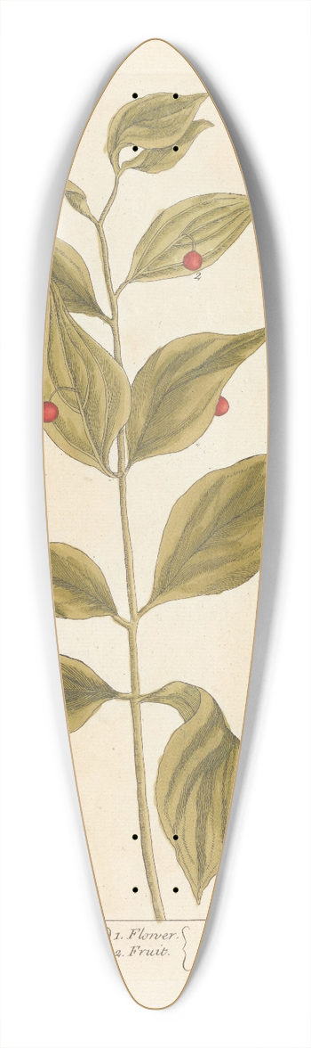 Elizabeth Blackwell - The bay of alexandria 39.3 inch art pintail longboard deck