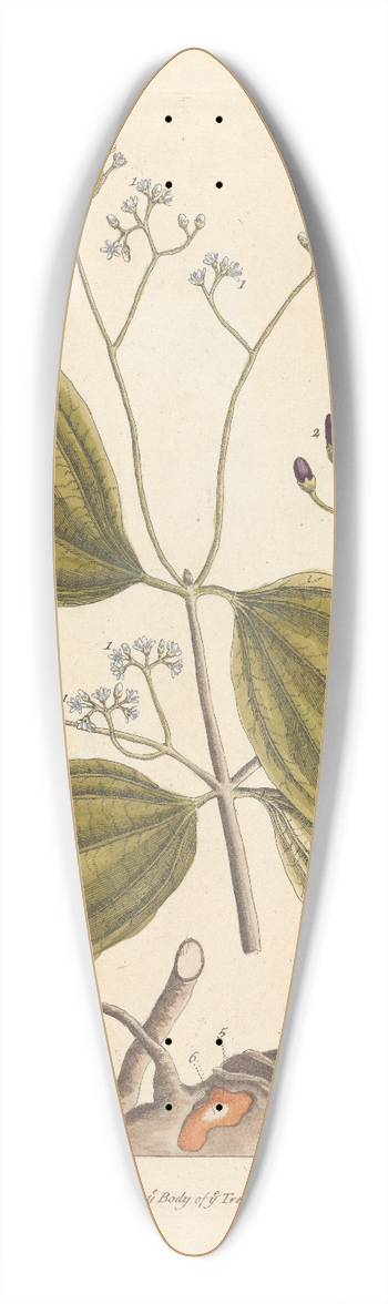 Elizabeth Blackwell - The cinamon tree 39.3 inch art pintail longboard deck