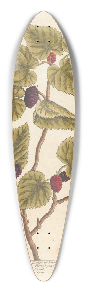 Elizabeth Blackwell - The mulberry tree 39.3 inch art pintail longboard deck
