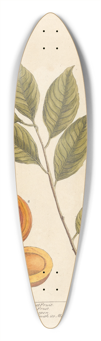 Elizabeth Blackwell - The nutmeg 39.3 inch art pintail longboard deck