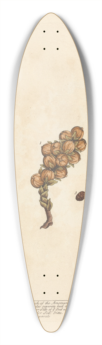 Elizabeth Blackwell - The true amomum 39.3 inch art pintail longboard deck